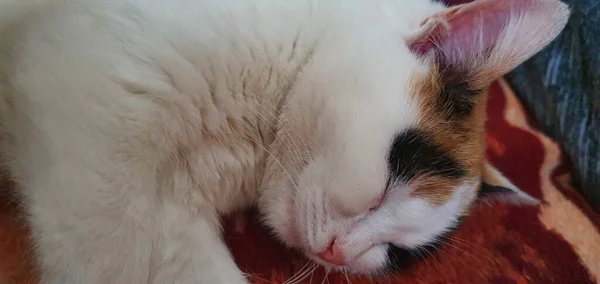 Gyönyörű Macskám Édes Cicám Szeretem Állatokat — Stock Fotó