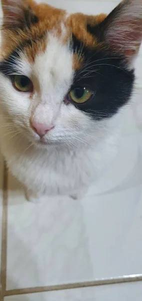 Min Vackra Katt Min Vackra Söta Katt Jag Älskar Djur — Stockfoto