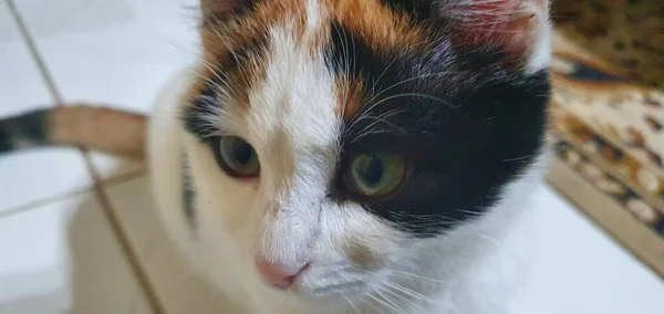 Min Vackra Katt Min Vackra Söta Katt Jag Älskar Djur — Stockfoto