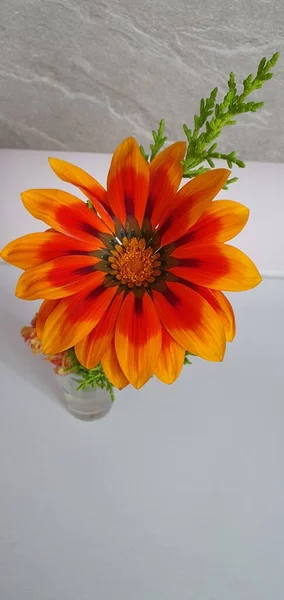 Kwiaty Przyroda Piękny Widok — Zdjęcie stockowe