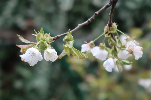 Ağaçta açan güzel beyaz çiçekler, yakın plan.