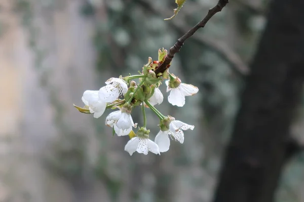 Άσπρα Λουλούδια Ένα Κλαδί Δέντρου Μια Ανοιξιάτικη Μέρα — Φωτογραφία Αρχείου