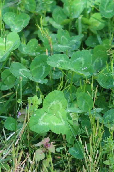Toprakta çiy damlaları olan yeşil yaprak.
