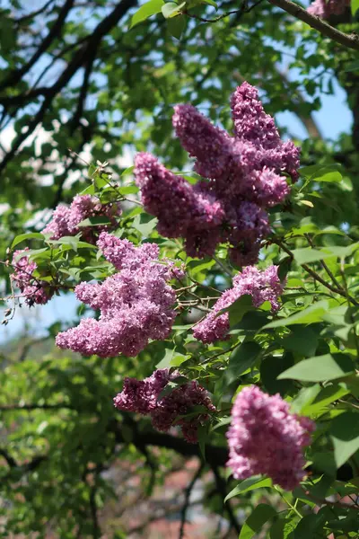 bir ağacın dalında bahar çiçekleri