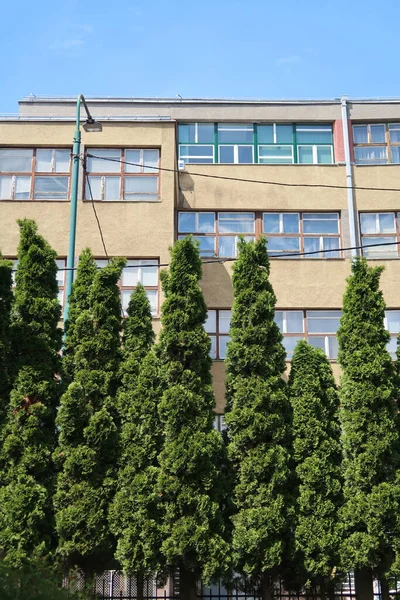 stock image green trees in the city