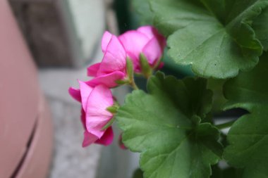 Bahçedeki güzel güller 