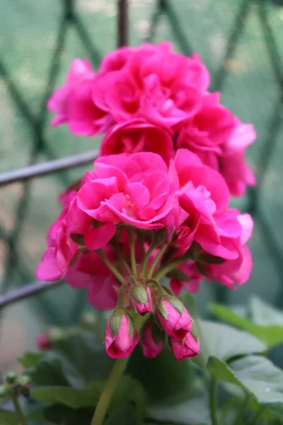 Beautiful Flowers Garden — Stock Photo, Image