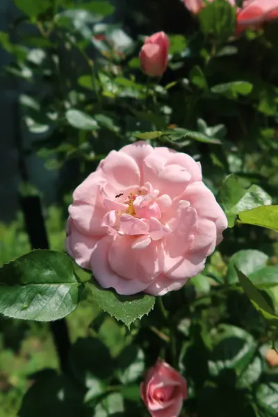 stock image a closeup shot of a beautiful pink roses on a green background 