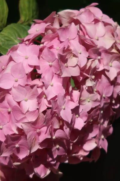 Bahçedeki pembe ortanca.