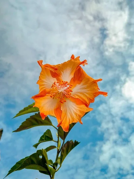 Hibiskus Kwiat Lub Który Łacińską Nazwę Hibiscus Rosa Sinensis Jest — Zdjęcie stockowe