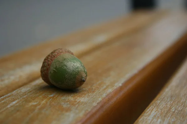 Minimalist photo. An acorn on a wooden bench is depicted on a spring day.
