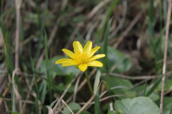 stock image Bright yellow spring flower in sunny forest