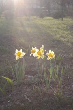 Fotoğrafta yeşil çimenlerin arasında yetişen sarı nergisler görülüyor. Güneş ışığıyla aydınlatılır, bu da yumuşak bir bulanık etki ve sıcak bir atmosfer yaratır.. 