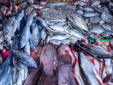 Geleneksel pazarlarda satılan çeşitli taze deniz ürünleri. Resimlendirme veya küçük resim kullanımı için uygun fotoğraflar