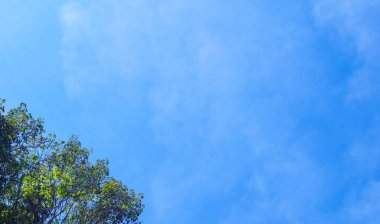 Banyan ağacına karşı mavi gökyüzü ve bir sürü negatif alanı olan beyaz bulutlar..