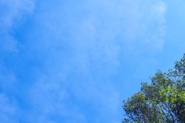 Banyan ağacına karşı mavi gökyüzü ve bir sürü negatif alanı olan beyaz bulutlar..