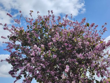 Bahar Bauginia Karmaşası 'nda, rengarenk çiçeklerden oluşan büyük bir bukete dönüşür..