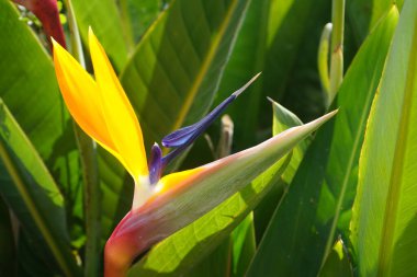 Strelitzia Royale, Cennet Kuşu olarak da bilinen uzun ömürlü bir bitkidir. Aslında, çiçekleri uzun gagalı parlak bir tropikal kuşun ibikli başını andırıyor.. 