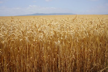  İsrail Vadisi 'nde buğday binlerce yıldır yetiştiriliyor.