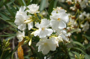 Oleander güzel bir süs çitidir. Kırmızı, pembe, beyaz çiçekler İsrail 'den dikkatleri çeker. Bu bitki İsrail' de her yerde görülebilir.
