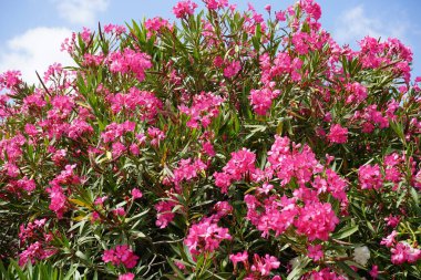 Oleander güzel bir süs çitidir. Kırmızı, pembe, beyaz çiçekler İsrail 'den dikkatleri çeker. Bu bitki İsrail' de her yerde görülebilir.