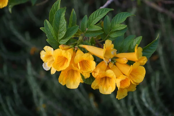 Tecoma stansThis beautiful ornamental shrub is also used in cooking and medicine