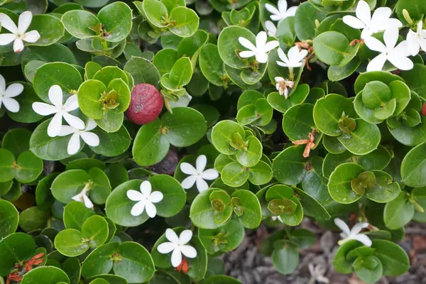 Carissa Large Fruited Evergreen Peal Shrub Small White Цветки Выделяются — стоковое фото