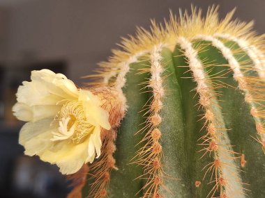 Genellikle kaktüsü çok nadir sularım. Bu yıl kaktüsü daha sık sulamaya başladım. Ve kaktüs ikinci kez çiçek açtı.