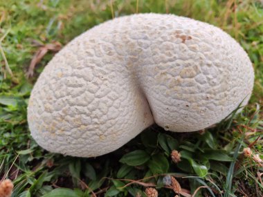 Mantar. Calvatia utriform. Pireneler. İspanya.