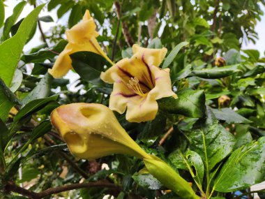 Solandra maxsima Meksika tropikal lianası..