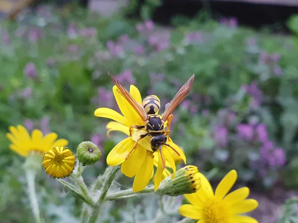 Wespe Sitzt Auf Gelben Blütenblättern Großaufnahme Einer Wespe Einer Pflanze — Stockfoto