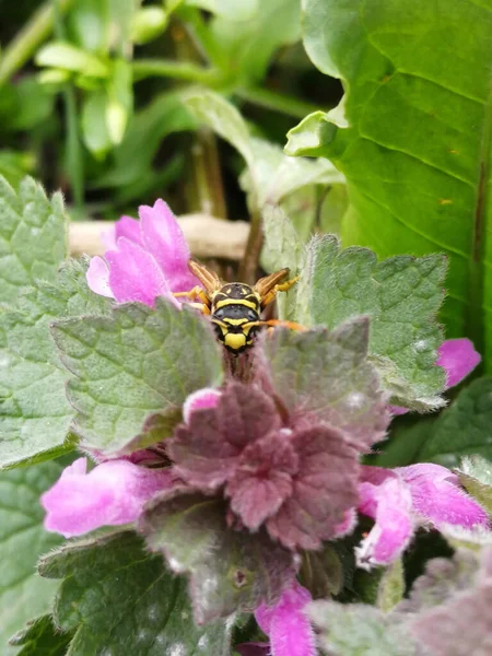 Wasp sitting on Purple Flower leaves. Closeup of a wasp on a plant in the garden. The dangerous yellow-and-black striped common Wasp sits on leaves.