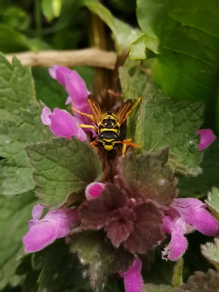Wasp sitting on Purple Flower leaves. Closeup of a wasp on a plant in the garden. The dangerous yellow-and-black striped common Wasp sits on leaves.