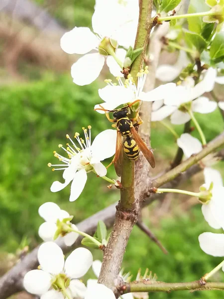 Wespe Sitzt Auf Weißen Baumblütenblättern Großaufnahme Einer Wespe Einer Pflanze — Stockfoto