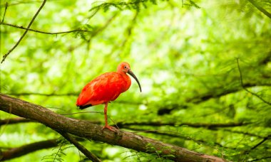 Kızıl aynaklar, yemyeşil bir ormandaki bir dalın üzerinde duran kendine özgü uzun gagalarıyla, canlı tüyleri yeşilliklerle çelişiyor.