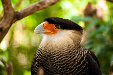 Crested caracara bird perching on a branch in its natural environment. The bird is looking to its left with blurred green foliage in the background clipart