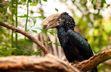 Gümüşi yanaklı boynuz gagası zarif bir şekilde yemyeşil bir ormana tünemiş, çevresiyle güzelce harmanlanmış. Karmaşık tüyleri ve kendine özgü gagası onu vahşi yaşam meraklıları için büyüleyici kılıyor.
