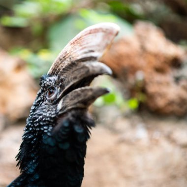 Renkli gümüşi yanaklı boynuz gagalı kuş doğal ortamında yüksek sesle seslenerek Afrika 'daki vahşi yaşamın güzelliğini gözler önüne seriyor.