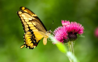 Güzel doğu kaplanı kırlangıç kelebeği. Sarı ve siyah işaretli. Yazın pembe bir devedikeni çiçeğinden nektar topluyor.