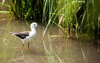 Siyah kanatlı çubuk sığ sularda zarif bir şekilde yürüyor, güneşli bir günde sazlıklara yakın yiyecek arıyor, doğanın güzelliğini yansıtıyor.
