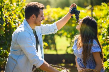 Şarap üreticisi, güneşli bir üzüm bağında olgun üzümleri toplarken, partneri, yemyeşil sarmaşıklarla çevrili tatlı bir demet ile, geleneksel hasat sezonunu somutlaştırıyor.