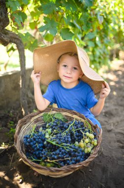 Üzüm bağında gülümseyen çocuk, güneşli bir günde bir sepet üzüm tutuyor, yemyeşil yapraklar ve bitkilerle çevrili, kırsal hayatın ve çiftçiliğin neşesini yakalıyor.