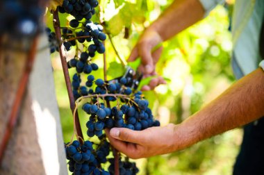 Şarap üreticisi hasat mevsiminde sarmaşıktan bir demet olgun siyah üzüm kesiyor. Üzümler kaliteli şarap yapımında kullanılacak.
