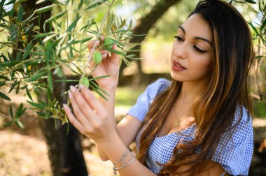 Genç çiftçi kadın zeytin tarlasında bir zeytin dalını dikkatlice inceliyor, mahsulünün sağlığını ve kalitesini sağlamak için.