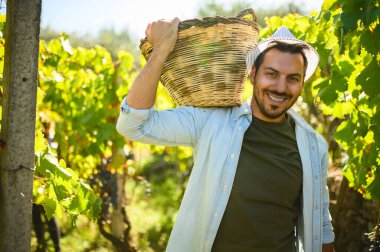 Hasat zamanı üzüm bağındaki neşeli şarap imalatçısı, olgun üzümlerle çevrili bir sepet taşıyor. Güneşli gökyüzünün altında gülümseyen, organik ürünlerle gurur duyan