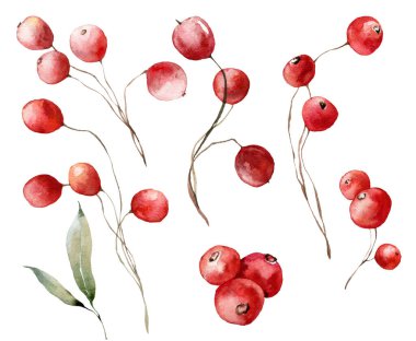 Kırmızı böğürtlen ve yapraklı suluboya Noel seti. Beyaz arka planda el yapımı kış bitkisi. Tasarım, baskı, kumaş veya arkaplan çizimi