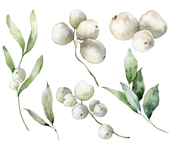 水彩画圣诞系列的白色浆果 枝条和树叶 手绘冬季植物隔离在白色背景 织物或背景说明 — 图库照片