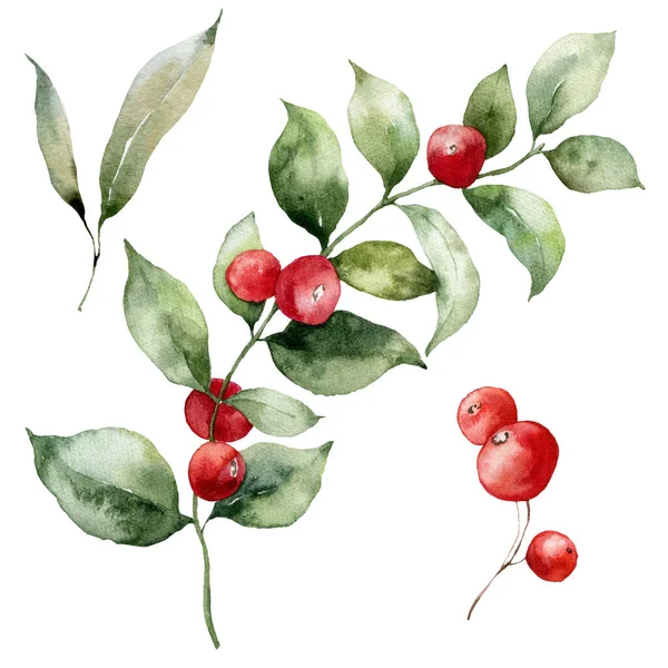 水彩画圣诞系列红莓 树叶和枝条 手绘冬季植物隔离在白色背景 织物或背景说明 — 图库照片