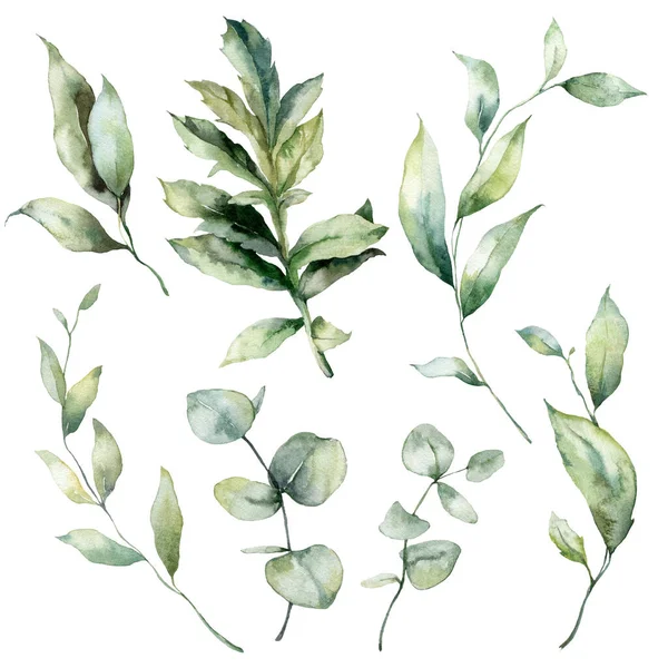 緑の葉や枝の水彩クリスマスセット 白い背景に隔離された手描きの冬の植物 デザイン プリント ファブリックまたは背景のためのイラスト — ストック写真