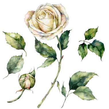 Beyaz gül, tomurcuk ve yapraklardan oluşan suluboya Noel seti. Beyaz arka planda el yapımı çiçek ve bitkilerin tatil unsurları. Tasarım, baskı, arkaplan